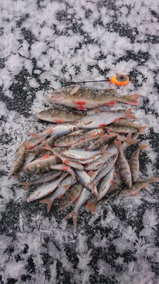 Dryžuotasis ešerys