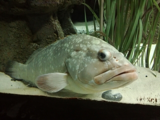 Raudonakis akmenyninis ešerys