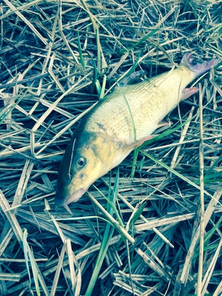 Paprastasis ūsorius