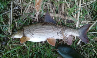 Paprastasis ūsorius