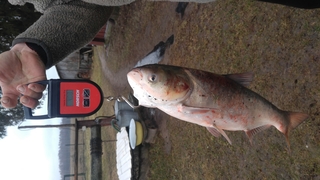 Baltasis plačiakaktis