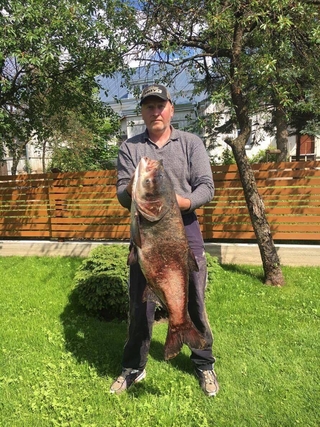 Margasis plačiakaktis