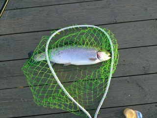 Vaivorykštinis upėtakis