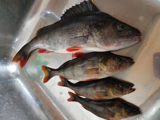 Dryžuotasis ešerys