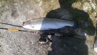 Vaivorykštinis upėtakis