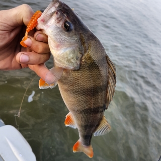 Dryžuotasis ešerys