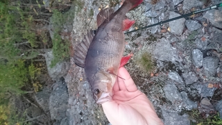 Dryžuotasis ešerys