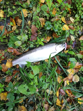 Vaivorykštinis upėtakis