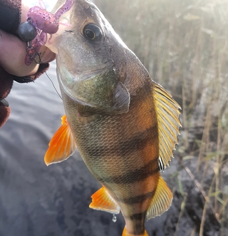 Dryžuotasis ešerys