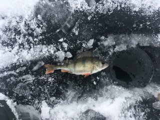 Dryžuotasis ešerys