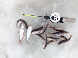 Dryžuotasis ešerys