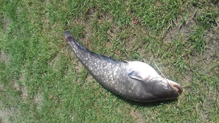 Paprastasis gerklažiotis šamukas