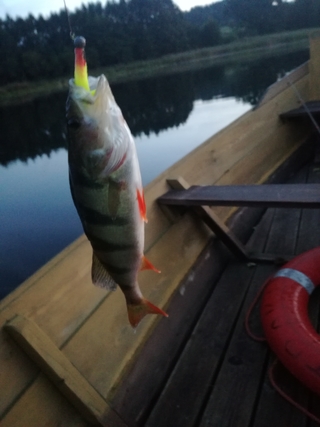 Dryžuotasis ešerys