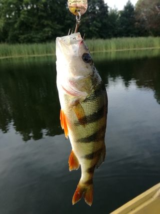 Dryžuotasis ešerys