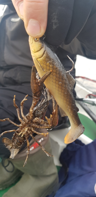 Plačiažnyplis vėžys