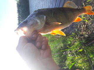 Dryžuotasis ešerys