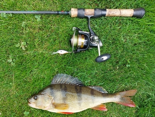 Dryžuotasis ešerys