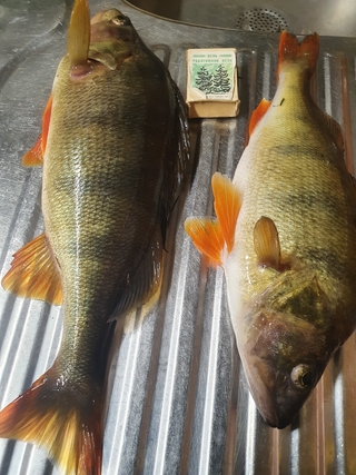 Dryžuotasis ešerys