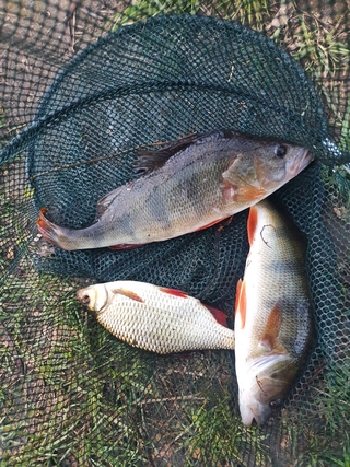 Dryžuotasis ešerys