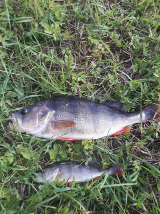 Dryžuotasis ešerys