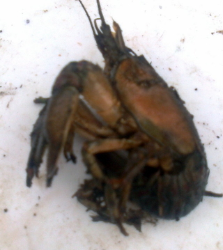 Plačiažnyplis vėžys