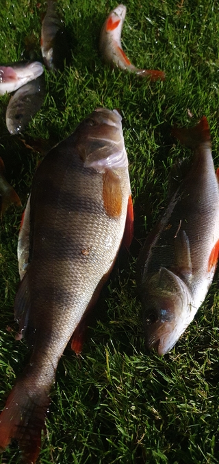 Dryžuotasis ešerys