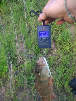 Dryžuotasis ešerys