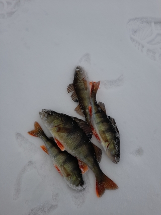 Dryžuotasis ešerys