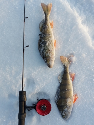 Dryžuotasis ešerys