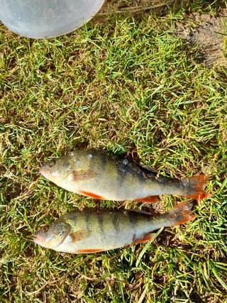 Dryžuotasis ešerys