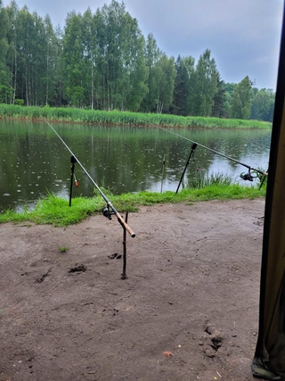 Dryžuotasis ešerys