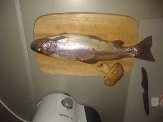 Vaivorykštinis upėtakis