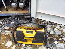 Vaivorykštinis upėtakis