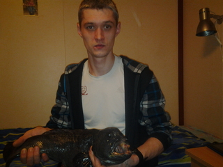 Paprastoji vilkžuvė