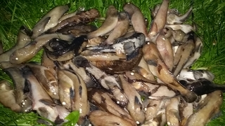 Dvidėmis grundalėlis