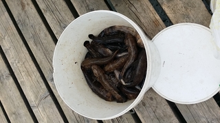 Dvidėmis grundalėlis