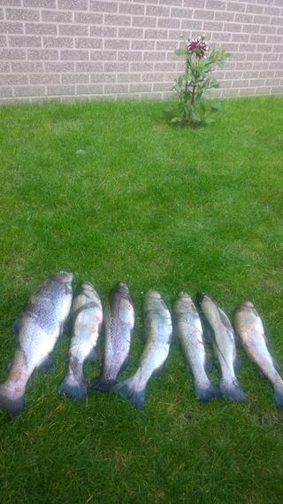 Vaivorykštinis upėtakis