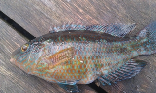 Dryžuotasis ešerys