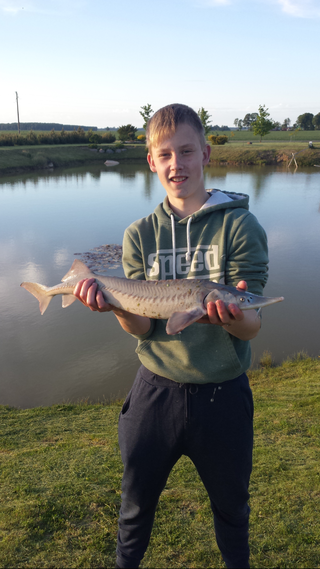 Rusiškasis eršketas