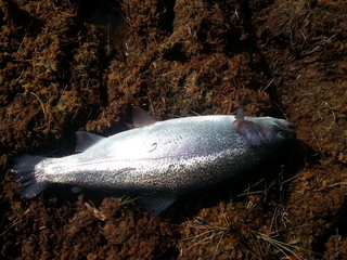 Vaivorykštinis upėtakis