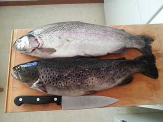 Vaivorykštinis upėtakis