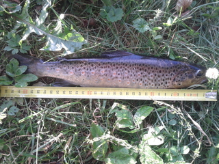 Vaivorykštinis upėtakis