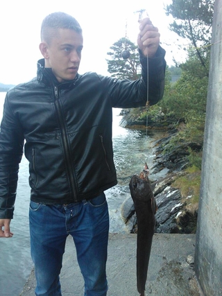 Paprastoji vilkžuvė