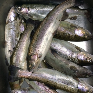 Vaivorykštinis upėtakis