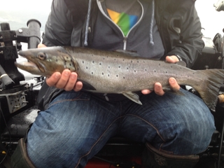 Ferox trout