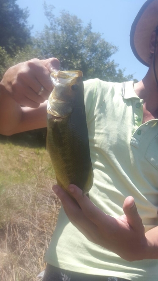 Largemouth Bass