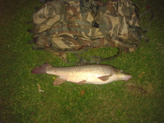 Paprastasis ūsorius