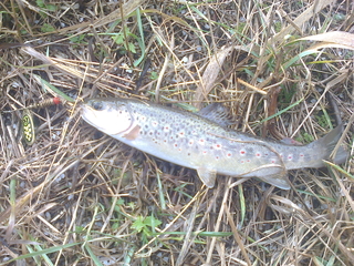 Vaivorykštinis upėtakis