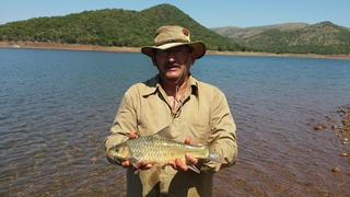 Largescale Yellowfish