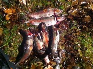 Vaivorykštinis upėtakis